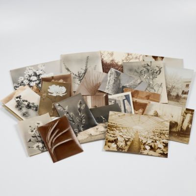 image for A collection of original early nature photographs.