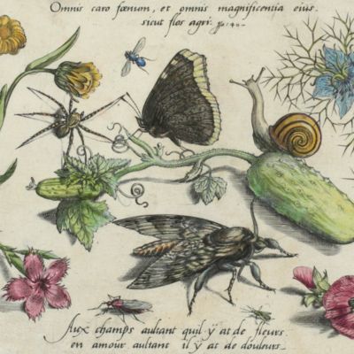 Archetypa studiaque patris Georgii Hoefnagelii Iacobus F. genio duce ab ipso scalpta, omnibus philomusis amica D: ac perbenique communicat. I. Chr. Weigel excudit. Plate 2.11.