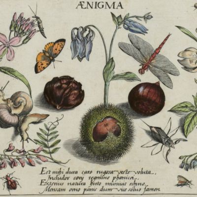 Archetypa studiaque patris Georgii Hoefnagelii Iacobus F. genio duce ab ipso scalpta, omnibus philomusis amica D: ac perbenique communicat. I. Chr. Weigel excudit. Plate 3.4.