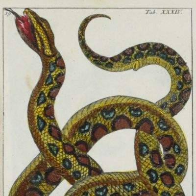 Unterhaltungen aus der Naturgeschichte. Amphibien. Neue Ausgabe.