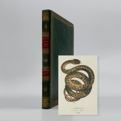 image for Serpentum Brasiliensium species novae ou histoire naturelle des espèces nouvelles de serpens, recueillies et observées pendant le voyage dans l'intérieur du Brésil dans les années 1817, 1818, 1819, 1820, exécuté par ordre de sa majesté le roi de Bavière, publiée par Jean de Spix, écrite d'après les notes du voyageur par Jean Wagler.