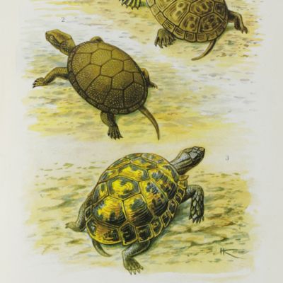 Atlas of Georgian Amphibians and Reptiles.