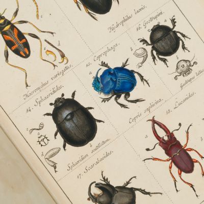 Catalog meiner Insecten-Sammlung, Erster Theil. Käfer. [All published].