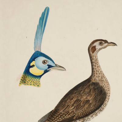 Concentric Francolin Partridge (female), <em>Perdix concentrica</em> [AND] Javanese peacock (head). [J. E. Gray's <em>Illustrations of Indian Zoology</em>, plate 53].