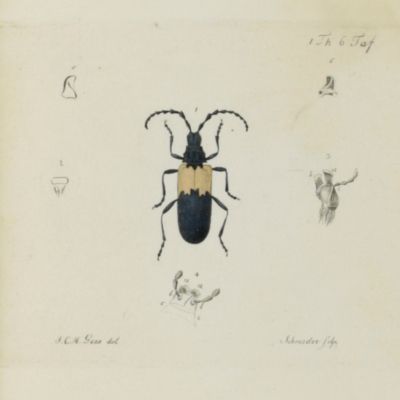 Neue Beyträge zur Insectenkunde. Mit Abbildungen. Erster Theil. [All Published].