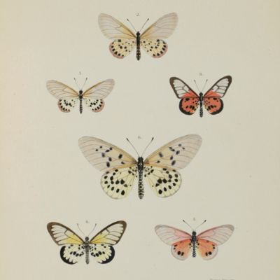 African Lepidoptera, being descriptions of new species. With illustrations. [All published].