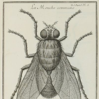 Observations d'histoire naturelle, faites avec le microscope, sur un grand nombre des insectes, & sur les animalcules qui se trouvent dans les liqueurs préperées, & dans celles qui ne sont pas, &c. avec la description & les usages des différens microscopes, &c. Partie déjà publiées par feu M. Joblot, professeur en mathématiques de l'Académie de Peinture & de Sculpture: partie rédigées sur ses observations postérieures. Avec un grand nombre de figures.
