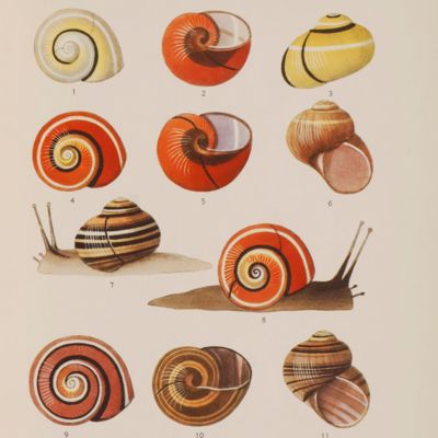 image for El género <em>Polymita</em>. [AND] Estudio anatómico del género <em>Polymita</em> Beck.