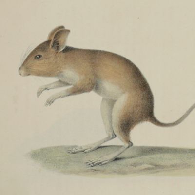 Dissertatio zoologica, enumerationem mammalium Capensium continens tribus tabulis adjunctis.