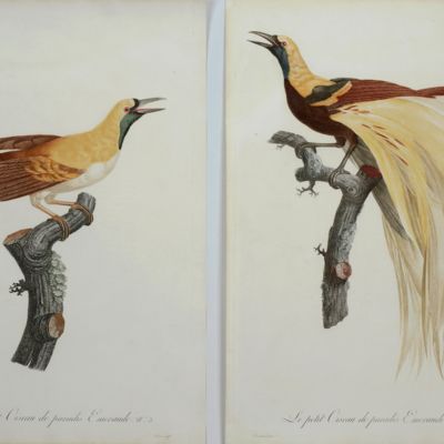 Emerald bird-of-paradise ( <em>Paradisaea apoda</em>). Male and female. From: <em>Histoire naturelle des oiseaux de paradis et des rolliers, suivie de celle des Toucans et des Barbus</em> [Plates 4 and 5. Le Petit Oiseau de Paradis Emeraude].