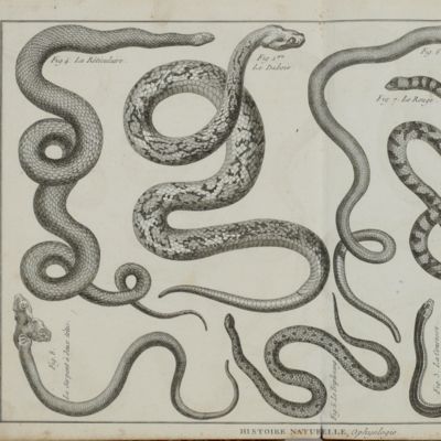 Tableau encyclopédique et methodique des trois regnes de la nature, dédié et présenté a M. Necker, Ministre d'État, & Directeur Général des Finances. Erpétologie, ophiologie.