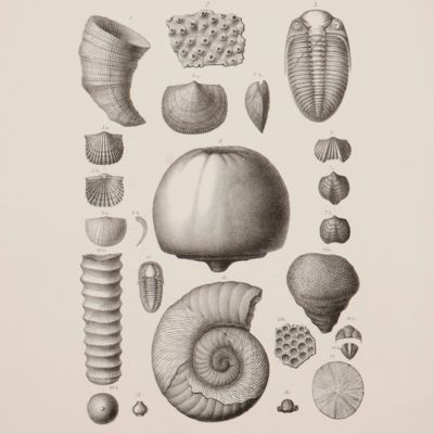 Lethaea Erratica oder Aufzählung und Beschreibung der in der norddeutschen Ebene vorkommenden Diluvial-Geschiebe nordischer Sedimentär-Gesteine.