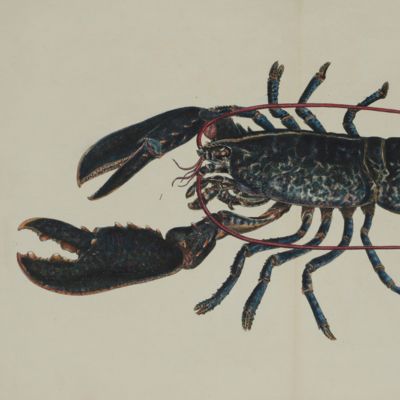 Malacostraca Podophthalmata Britanniae or descriptions of the British species of Crabs, Lobsters, Prawns, and of other Malacostraca with pedunculated eyes.