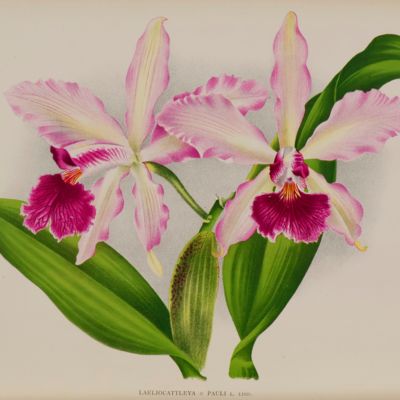 Lindenia. Iconographie des Orchidées. Various issues, each as published, each with two fine, chromolithographed plates.