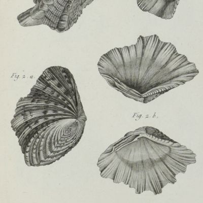 image for Encylopédie Méthodique. Tableau encyclopédique et méthodique des trois règnes de la nature. Contenant l'helminthologie, ou les vers infusoires, les vers intestins, les vers mollusques, &c.