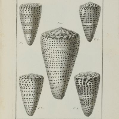 image for Encylopédie Méthodique. Tableau encyclopédique et méthodique des trois règnes de la nature. Contenant l'helminthologie, ou les vers infusoires, les vers intestins, les vers mollusques, &c.