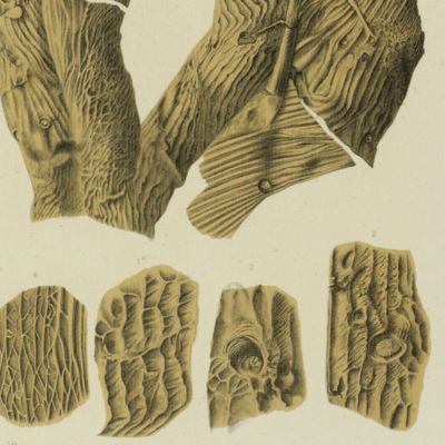 image for A propos des algues fossiles.